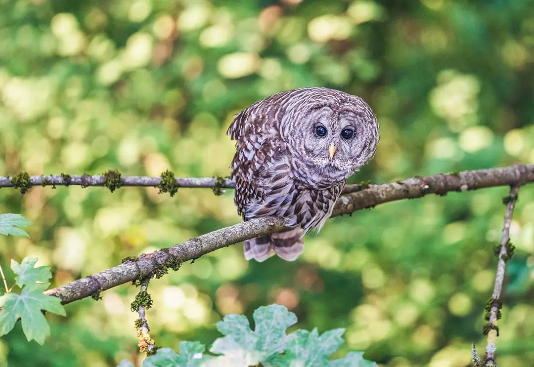 Barred Owl